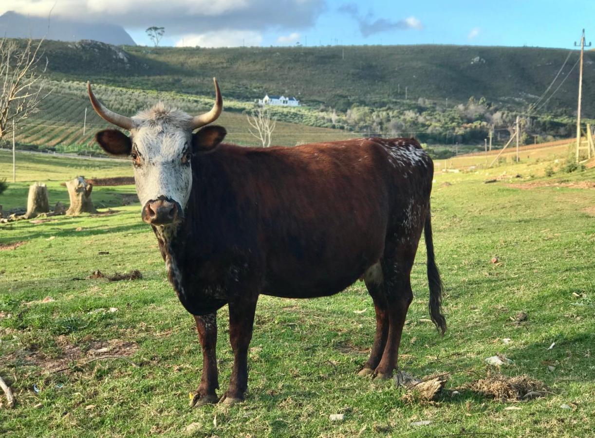Kleine Vrede Farm Hermanus